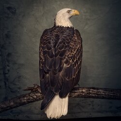 Clutch Book Of Bad Decisions vinyl 2 LP