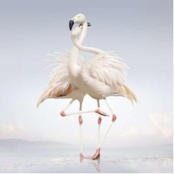 Rustie Green Language VINYL 12"