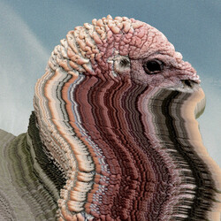 Holy Fuck Bird Brains