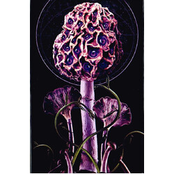 Blut Aus Nord Hallucinogen