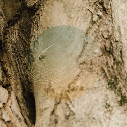 Field Works Maples, Ash, And Oaks: Cedars Instrumentals
