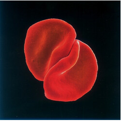 Peter Gabriel Scratch My Back