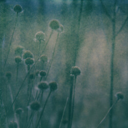 扎克 / City Of Dawn / Ossa A Pale Shelter