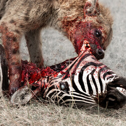 God Is War Predation Perfected