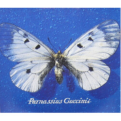 Francesco Guccini Parnassius Guccinii