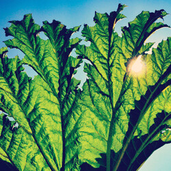 Pfarmers Gunnera