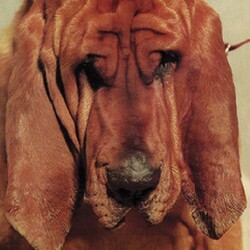 Ty Segall Goodbye Bread Vinyl LP