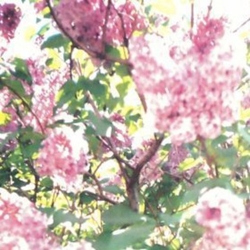 Actual Water Paisley Orchard Vinyl LP