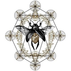 Ohhms Bloom Vinyl LP
