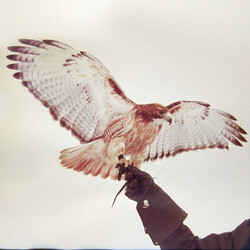 Jm Airis Wild Birds VINYL 2 LP
