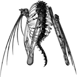 Lotic Heterocetera Vinyl LP