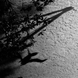 Max Richter The Blue Notebooks Vinyl LP