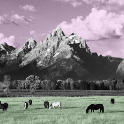 Kone (6) Yellowstone Vinyl LP