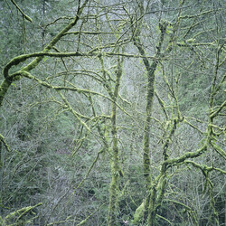 Six Organs Of Admittance Dust & Chimes VINYL LP