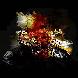 Bogus Order Bullnose Step Vinyl 12"