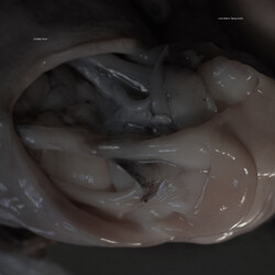 Croatian Amor Love Means Taking Action Vinyl LP