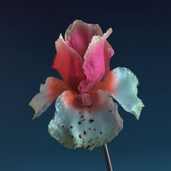 Flume TINY CITIES (BLK)  (DLCD) 180gm Vinyl 12"