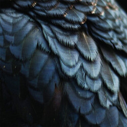 Ex People Bird