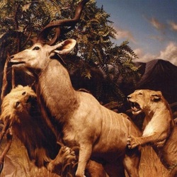 Interpol Our Love To Admire Vinyl 3 LP