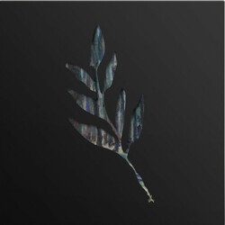 Album Leaf An Orchestrated Rise To Fall ltd Coloured VINYL LP