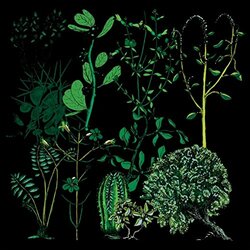 Campdogzz In Rounds Vinyl LP