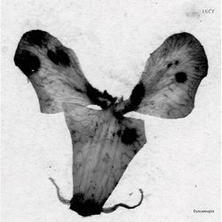 Lucy Dyscamupia Vinyl 12"