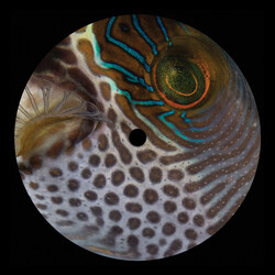 Aleksandir ARS003 Vinyl