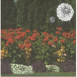 Imaginary Softwoods ANNUAL FLOWERS IN COLOR Vinyl LP