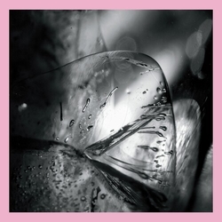 Loscil Clara Vinyl LP