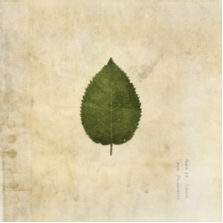 Boxer Rebellion Cold Still (Colv) (Grn) (Uk) vinyl LP