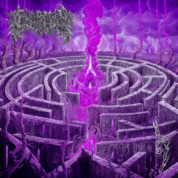 Civerous Maze Envy (Mgta) PURPLE VINYL LP