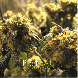 Plateau Kushbush VINYL LP