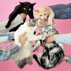 Kinoko Teikoku Neko To Allergy vinyl LP