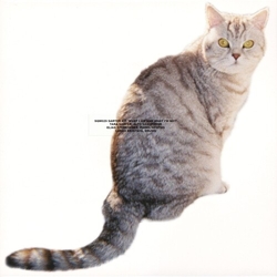 Sarter Kit What I Am & What Im Not VINYL LP