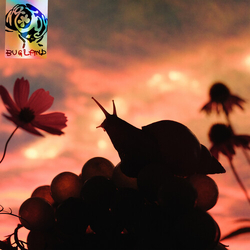 No Joy Bugland (Blue) (Colv) vinyl LP