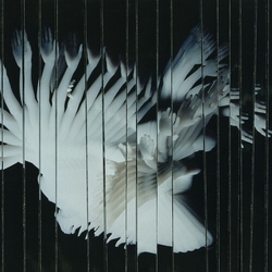 Scaler Endlessly VINYL LP