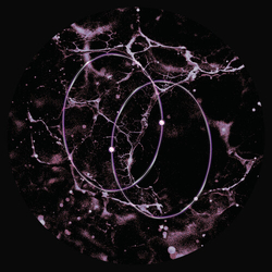 Leo Len Echolocation (Ep) vinyl 12