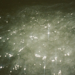 Ben Kaczor Sirene vinyl LP