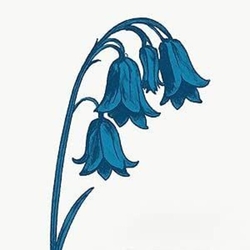 Bluebells This Is The Bluebells - Blue Vinyl (Blue) (Colv) vinyl LP