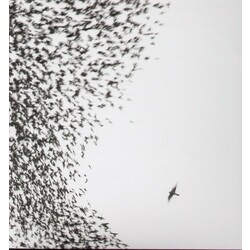 Wilco Sky Blue Sky Vinyl 2 LP