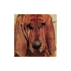 Ty Segall Goodbye Bread Vinyl LP