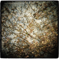 Horse Feathers Thistled Spring Vinyl LP