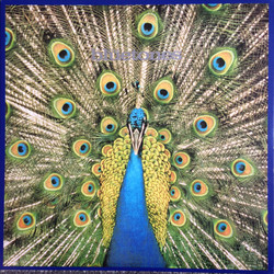 The Bluetones Expecting To Fly Vinyl LP
