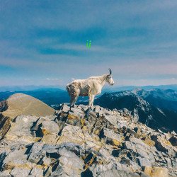 Liima (2) ii Vinyl LP