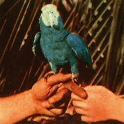 Andrew Bird Are You Serious Vinyl LP