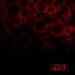 OSI Blood Vinyl 2 LP