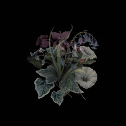 Nhor Wildflowers Vinyl 2 LP