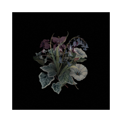 Nhor Wildflowers Vinyl 2 LP