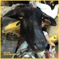 Paul Frick Second Yard Botanicals Vinyl LP