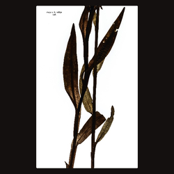 Maja S. K. Ratkje Sult Vinyl LP